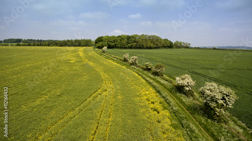 Aerial view of yellow flowering rapeseed field, green wheat field, with a hedgerow footpath with wild spring flowers in English Cotswolds countryside