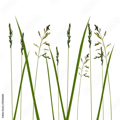 Allergy grass pollen isolated, vector