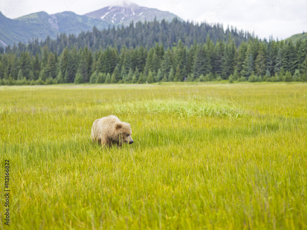 Obraz premium brown bear in field