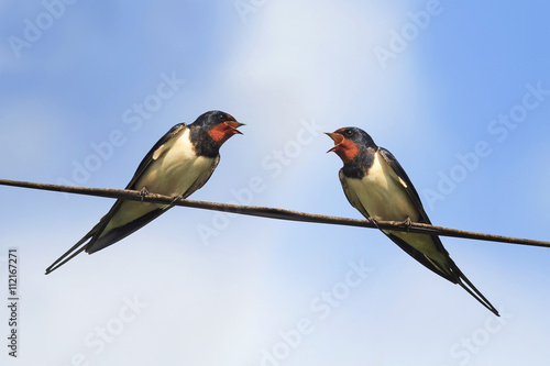 two black birds swallows sitting on wires on blue sky background