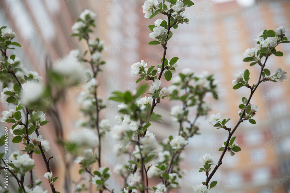 Branch of apple tree brick house on background , soft focus Branch of apple tree brick house on background , soft focus