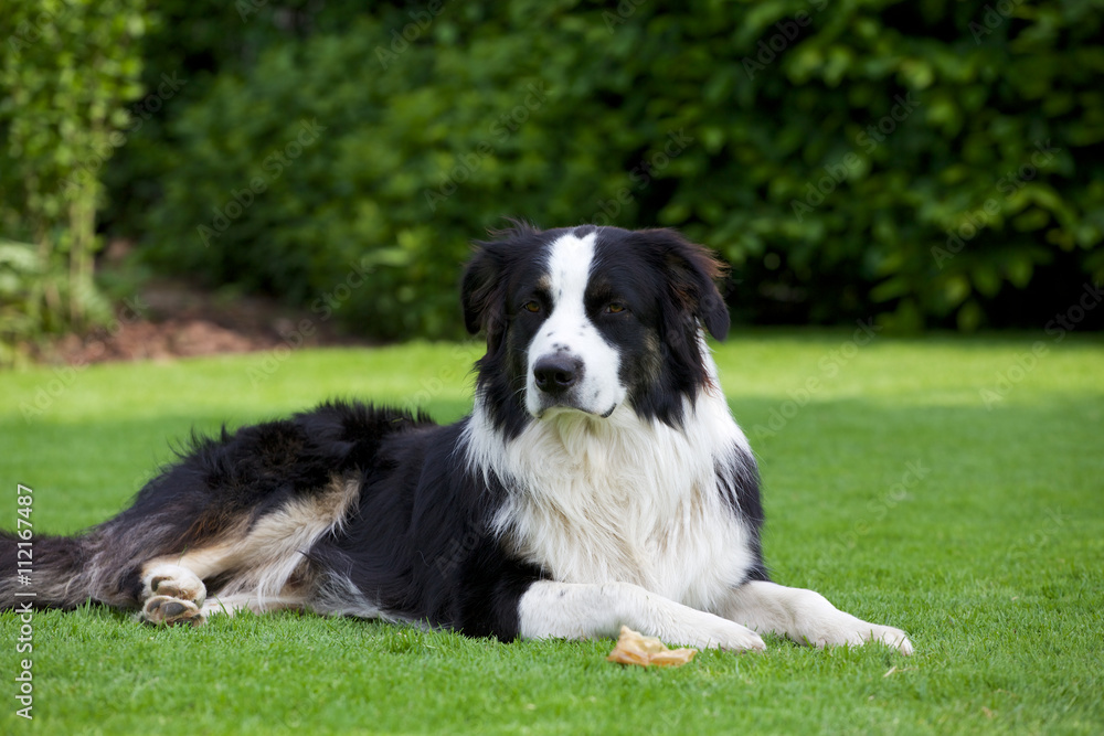 Aussie im Garten