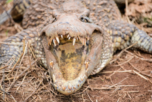 Cuban crocodile in natural wild enviroment