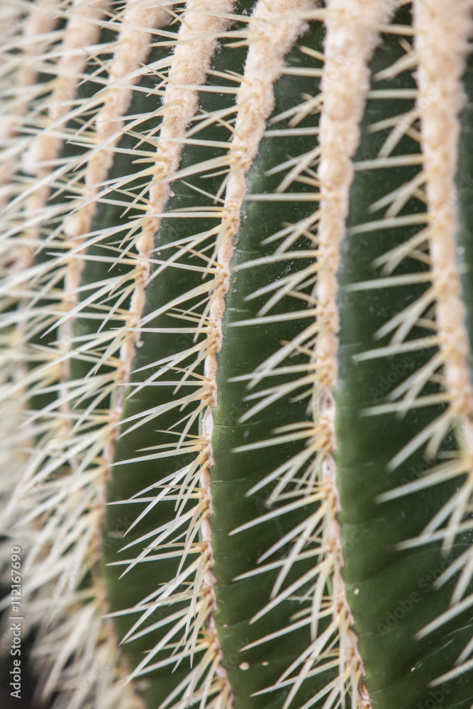 Echinocactus grusonii, plant in a park in Barcelona. Echinocactus grusonii, plant in a park in Barcelona.