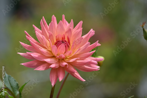 Flower with red to pink petals on blurred green background.