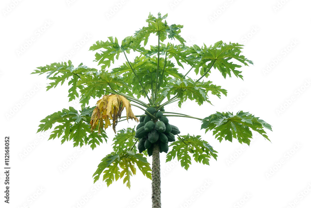 papaya tree isolated on white background Stock Photo | Adobe Stock