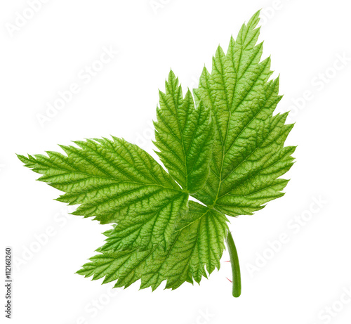 Young raspberry leaf isolated on a white background with clipping path