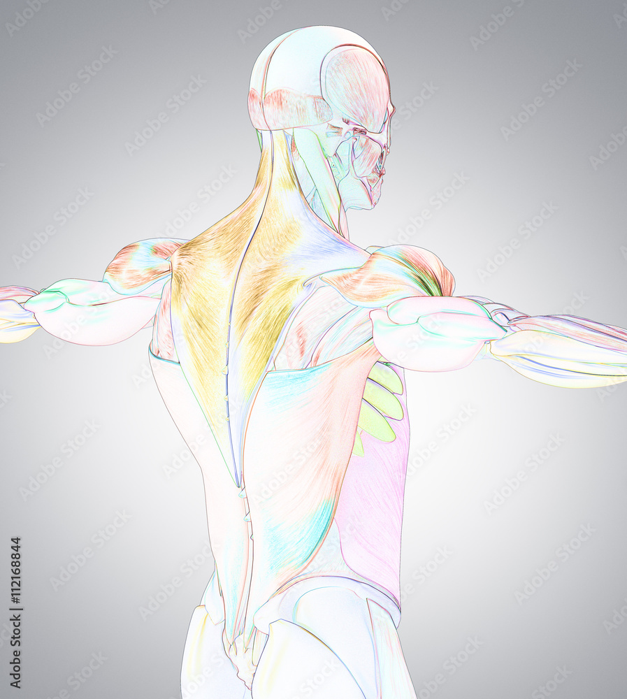 Human anatomy muscle groups. Muscle layout and location shown in