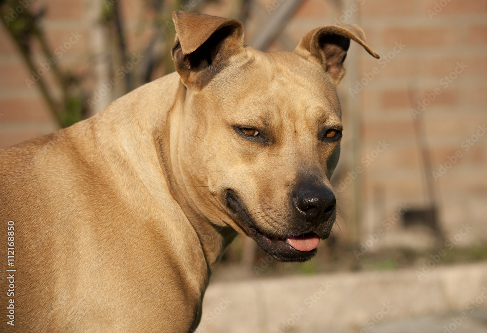 lachende blije hond, Amerikaanse Staffordshire terrier, steekt tong uit lachende blije hond, Amerikaanse Staffordshire terrier, steekt tong uit