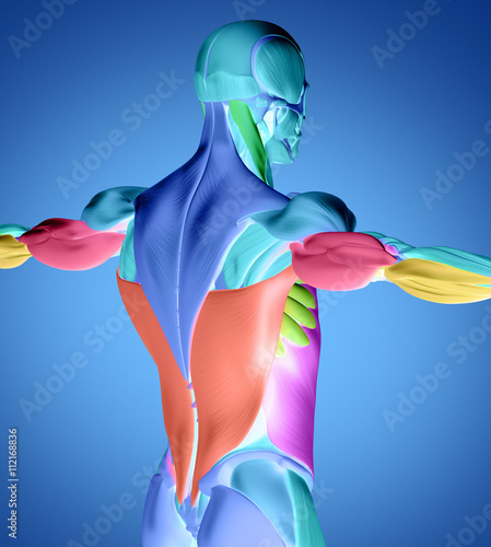 Human anatomy muscle groups. Muscle layout and location shown in different colours/colors. 3d illustration. photo