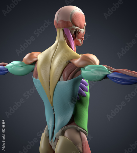 Human anatomy muscle groups. Muscle layout and location shown in different colours/colors. 3d illustration.