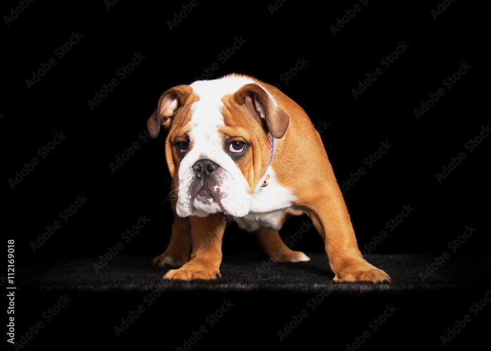 Bulldog anglais en studio sur fond noir Bulldog anglais en studio sur fond noir