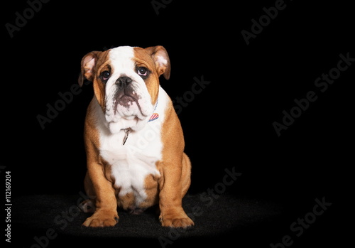 Fototapeta Naklejka Na Ścianę i Meble -  Bulldog anglais en studio sur fond noir