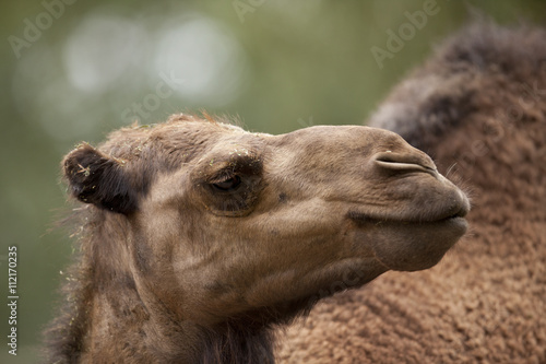 camel head portrait
