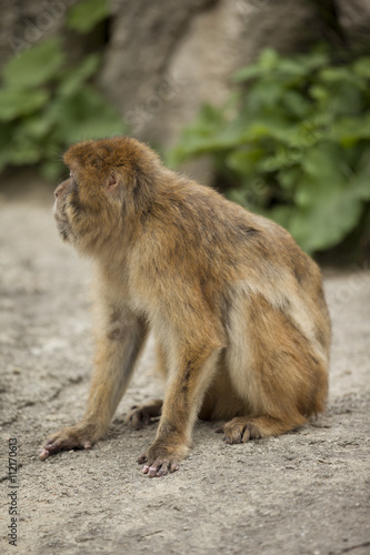macaque looking away from camera
