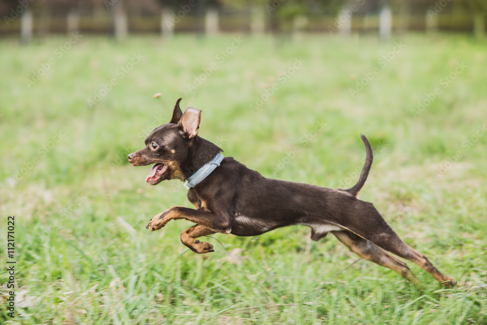 cute russian toy terrier dog jumping in the grass field cute russian toy terrier dog jumping in the grass field