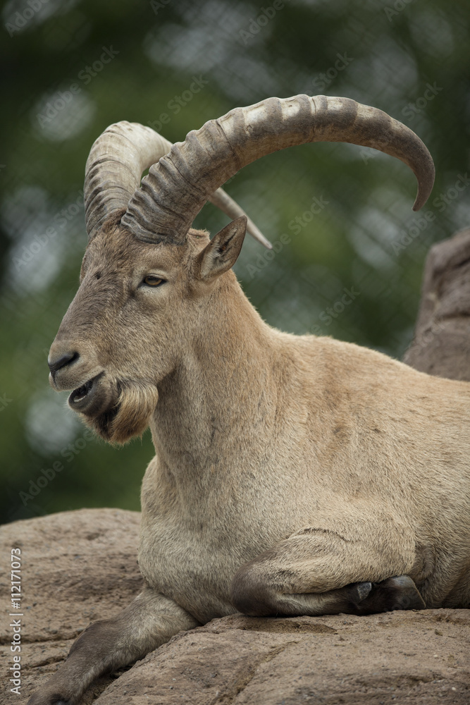 portrait of a mature wild goat