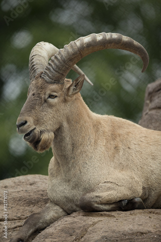 portrait of a mature wild goat