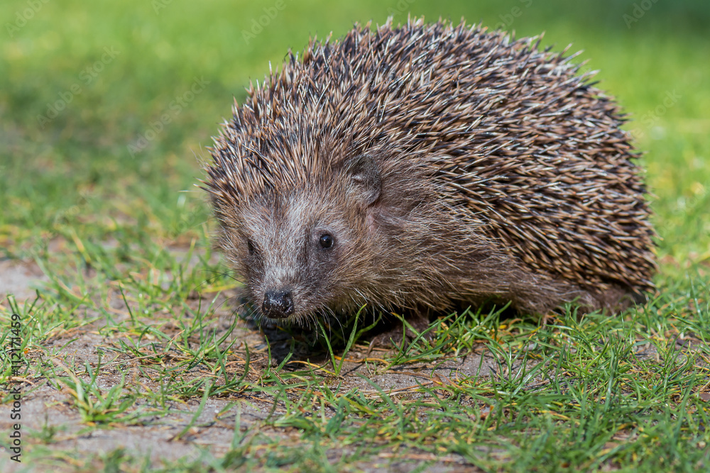 Ein Igel Braunbrustigel (Erinaceus europaeus) auf einer Wiese im Frühling Ein Igel Braunbrustigel (Erinaceus europaeus) auf einer Wiese im Frühling