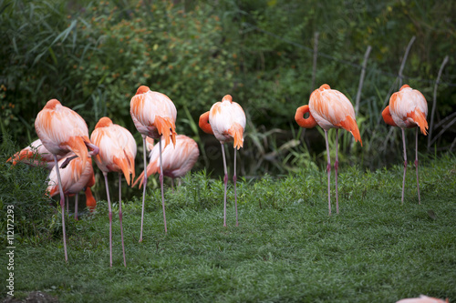 landscape photo of flamingoes