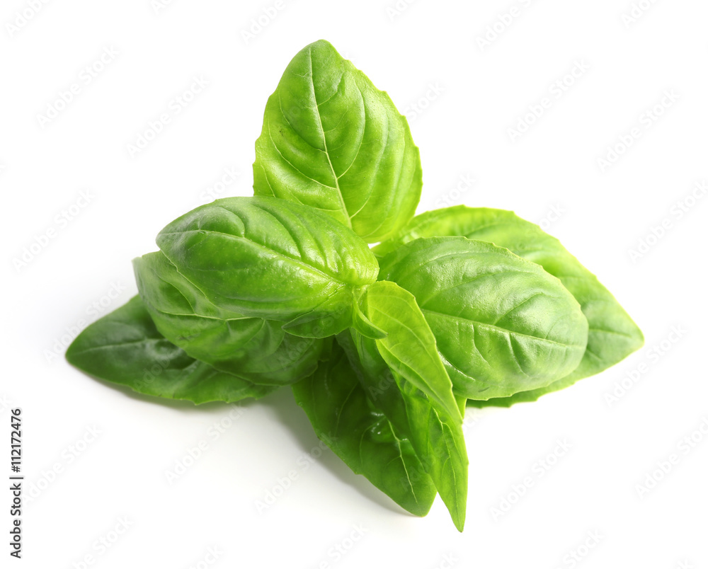 Fototapeta premium Fresh basil on white background
