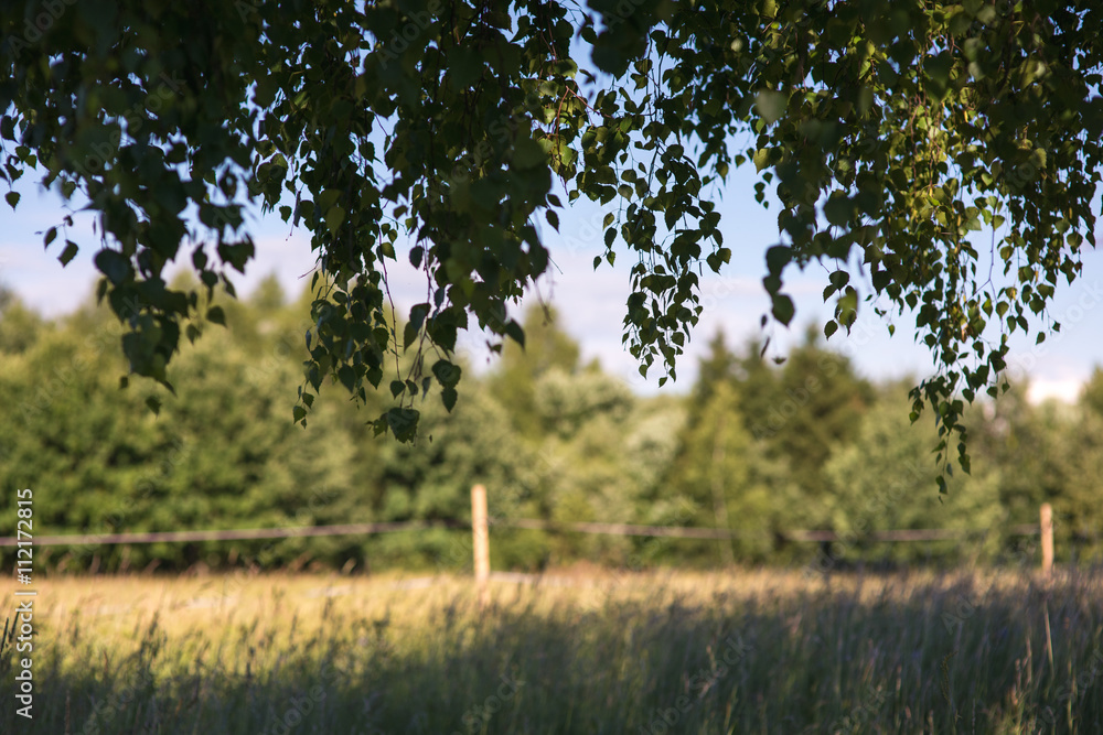 Fototapeta premium green foliage branch against forest, meadow and blue sky frame