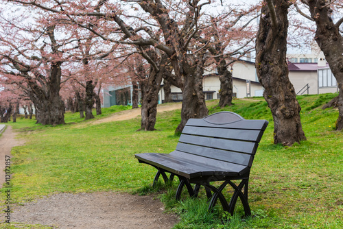 Relax seat with Cherry blossom or sakura