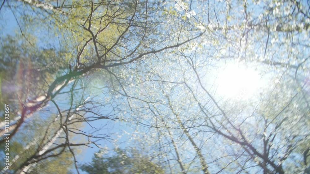 Looking up under the canopy of a plum tree. Looking up under the canopy of a plum tree.