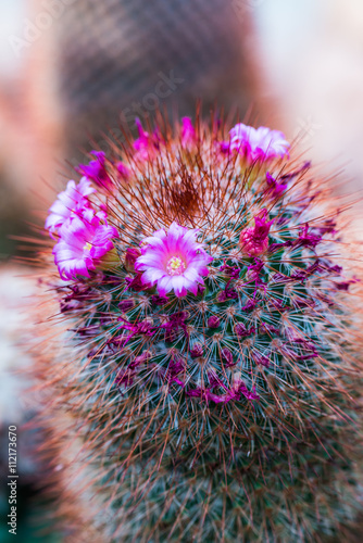 Flower of Melocactus sp. photo