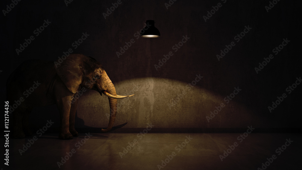 Fototapeta premium słoń w pokoju przy ścianie. Kreatywna koncepcja