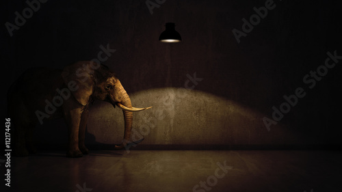 Fototapeta słoń w pokoju przy ścianie. Koncepcja kreatywna