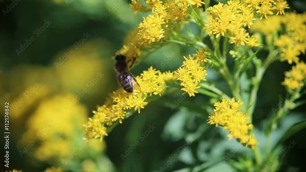 Bee on the flower. Bee on the flower.