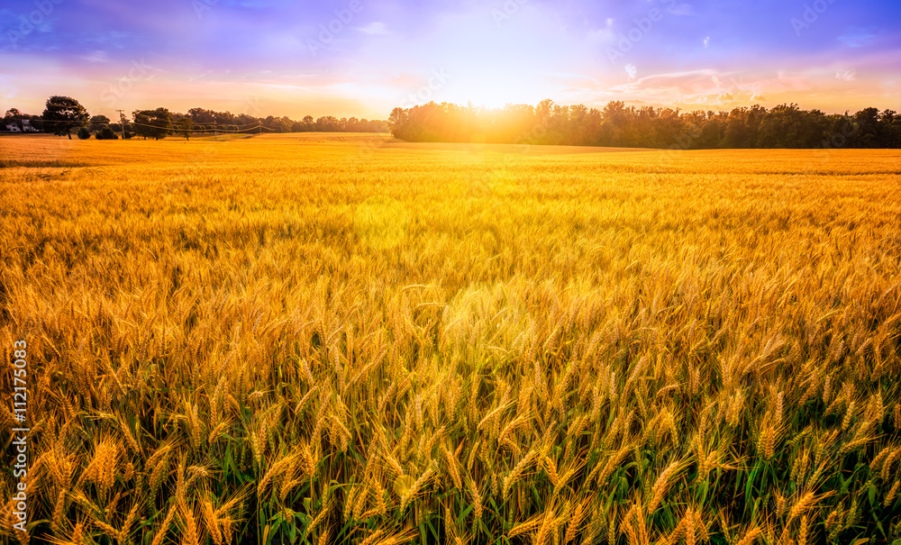 Naklejka premium wheatfield