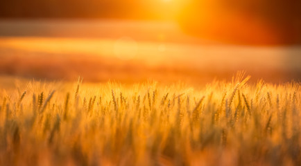 Fototapete Orange Goldenes Weizenfeld im Sommerwind  © jdross75