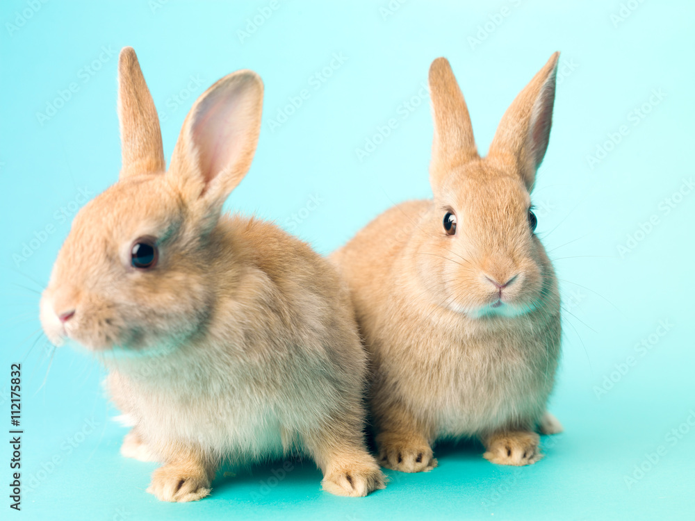 cute rabbits sitting side by side. cute rabbits sitting side by side.