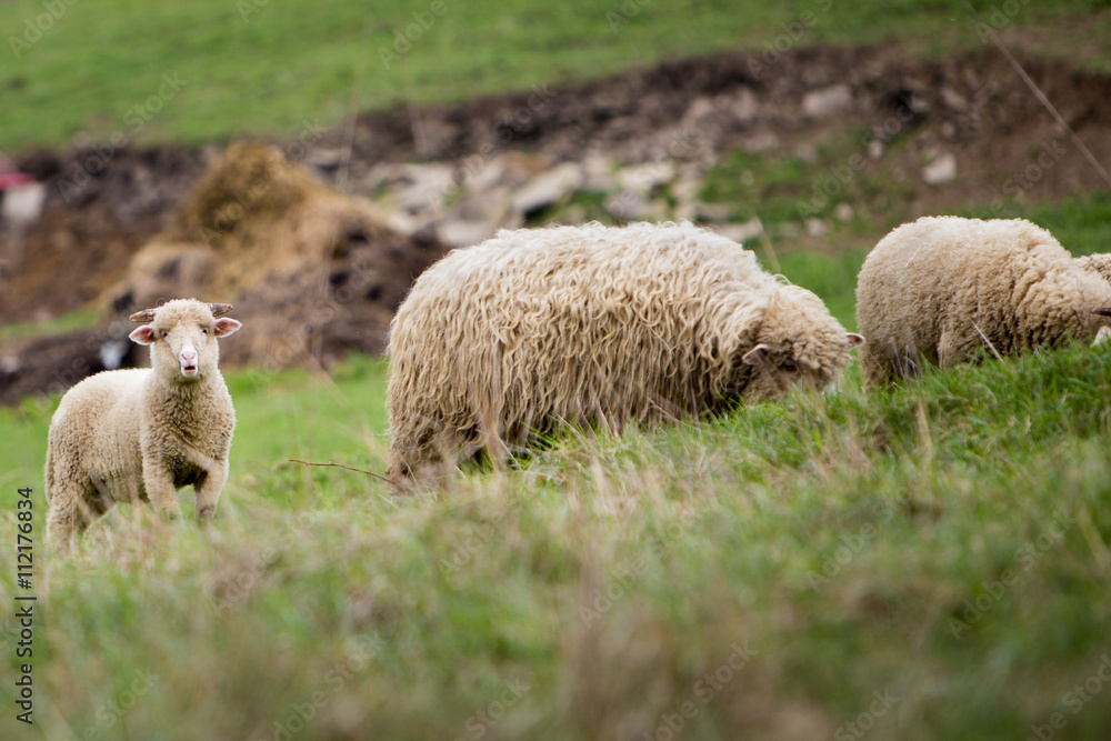 Naklejka premium Sheep at the meadow
