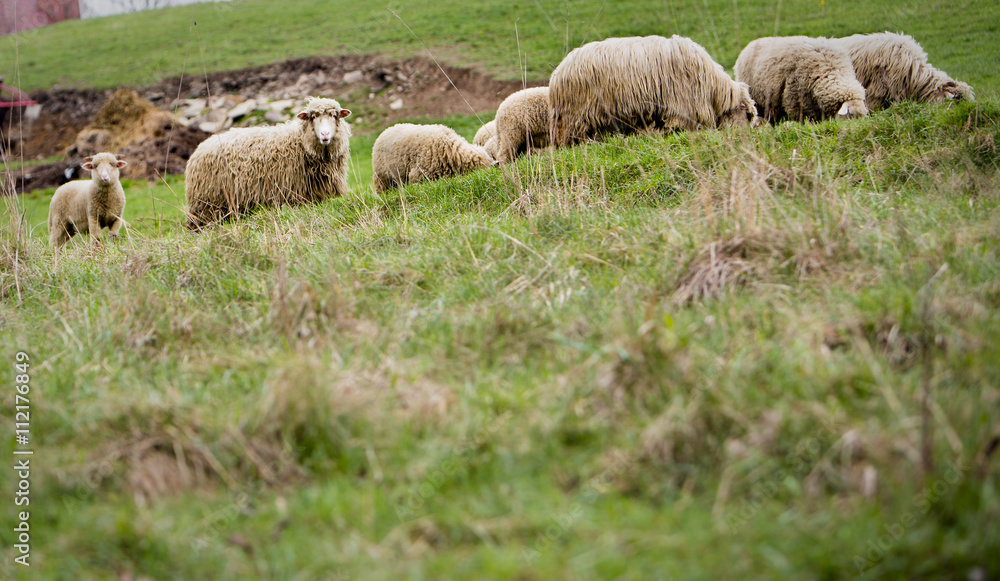 Obraz premium Sheep at the meadow