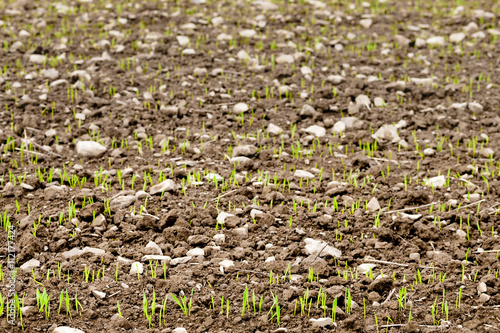 growing wheat