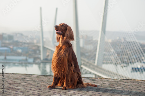 Irish setter at the Vladivostok viewpoint