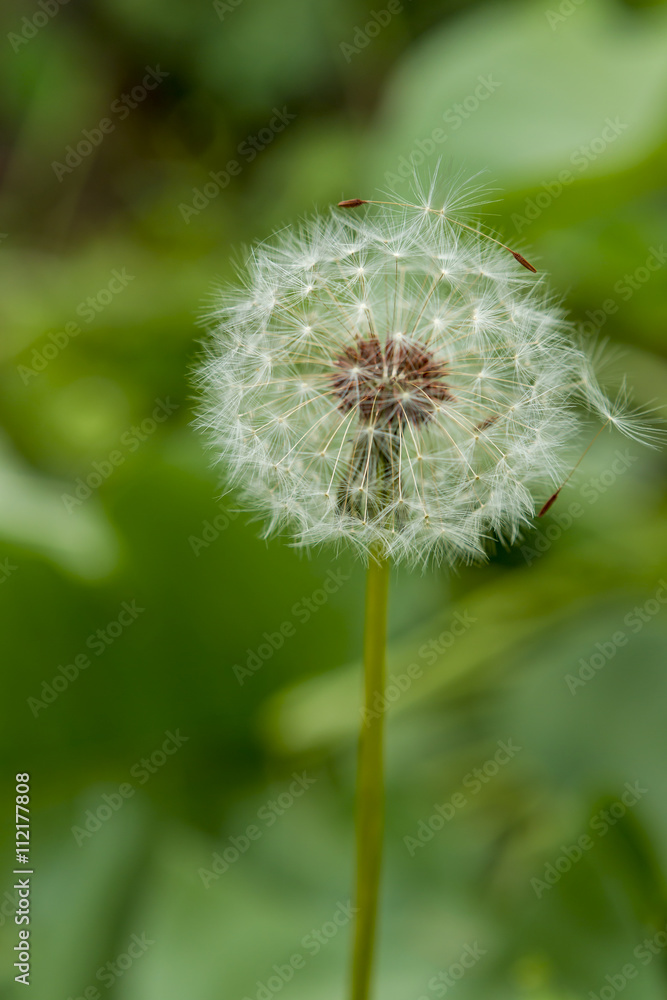 Fototapeta premium Close up of dandelion.