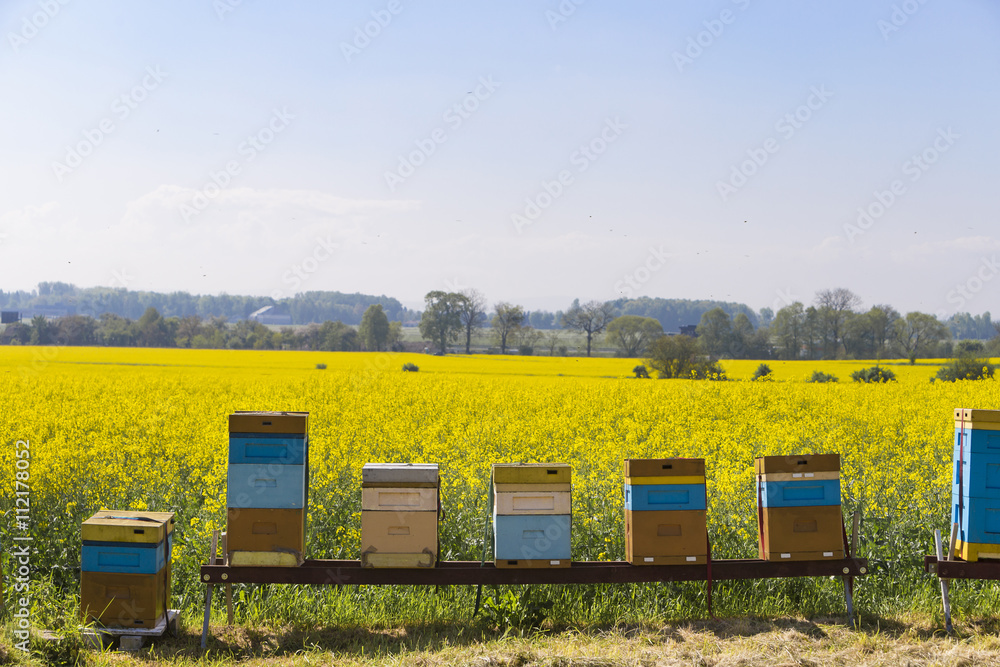 Hives near the blooming rapeseed field Hives near the blooming rapeseed field