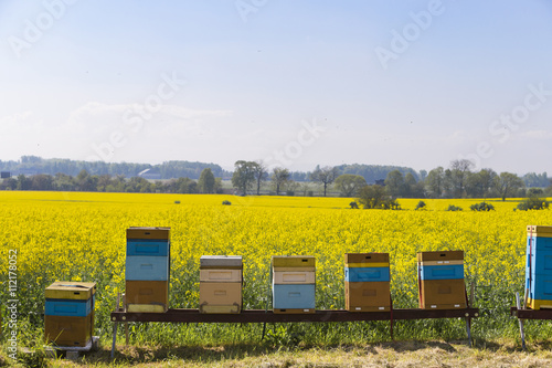 Hives near the blooming rapeseed field