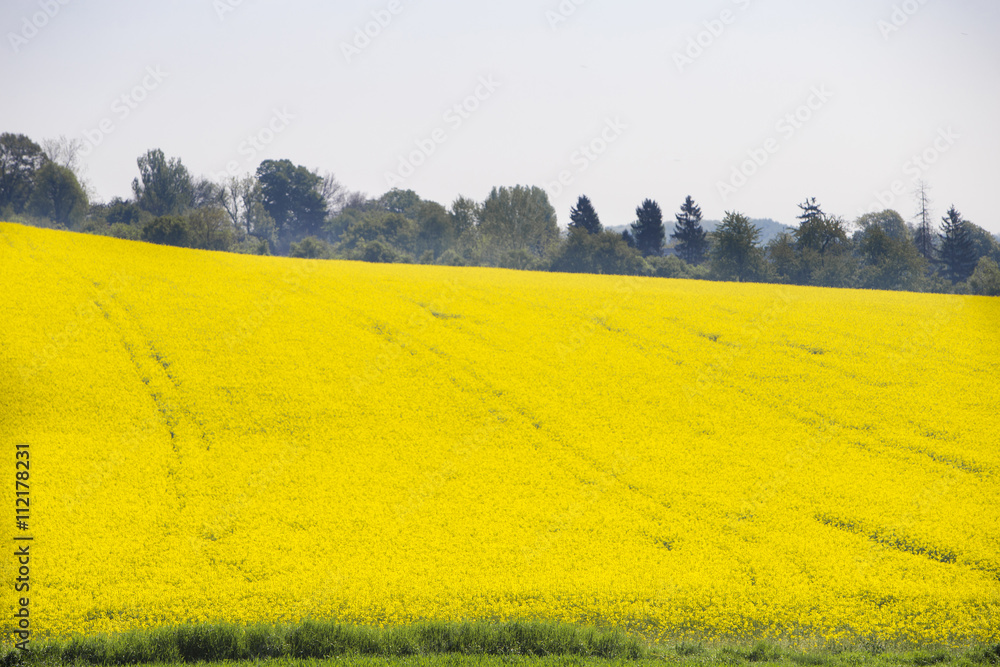 Beautiful spring landscape, yellow flower in rapeseed field
