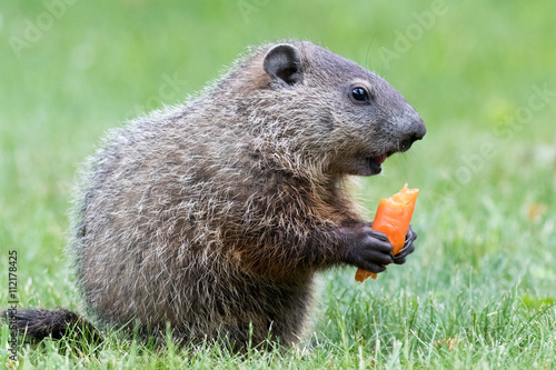 Quadro su tela Very young groundhog is holding a carrot with mouth open slightly