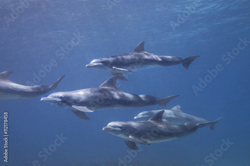 group of dolphins © Dan Kosmayer
