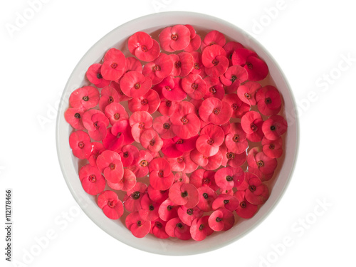 Red flower , Close up of red Crown of thorns or Christ thorn flowers (Euphorbia milli) floating in water isolated