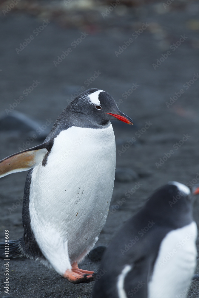 Fototapeta premium gentoo penguin