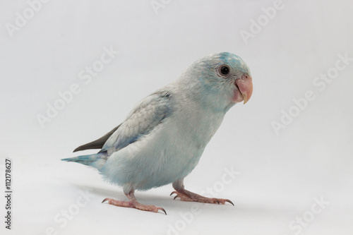 Pastel Blue Forpus Bird