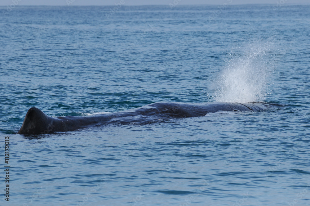 Sperm Whale. Picture taken from whale watching cruise in Kaikoura, New Zealand Sperm Whale. Picture taken from whale watching cruise in Kaikoura, New Zealand
