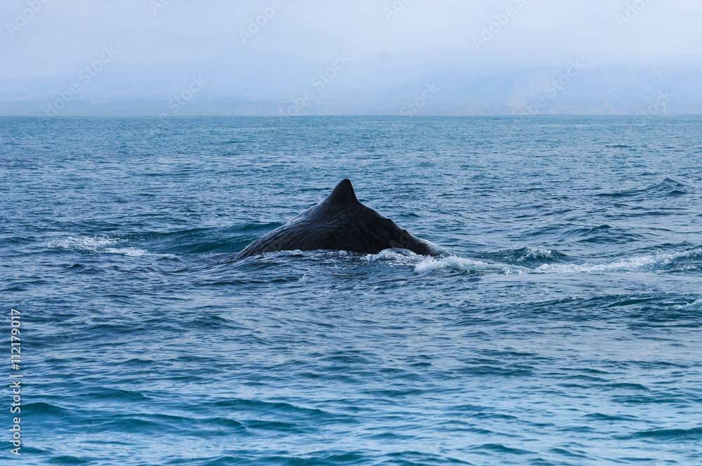Sperm Whale. Picture taken from whale watching cruise in Kaikoura, New Zealand Sperm Whale. Picture taken from whale watching cruise in Kaikoura, New Zealand
